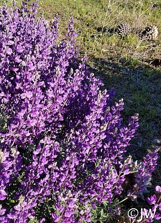 Lupinus albifrons var. albifrons  silver bush lupine