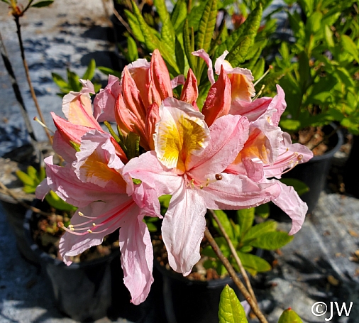 Rhododendron occidentale x  'Irene Koster' 
