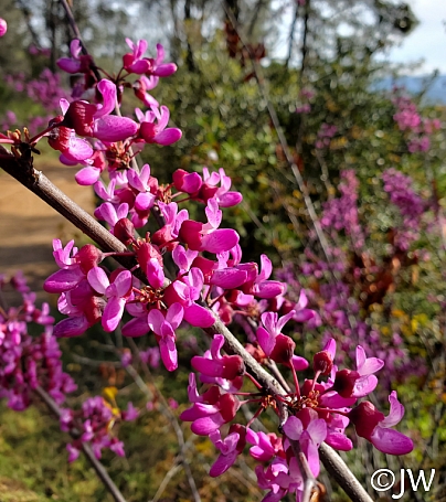 Cercis occidentalis  western redbud