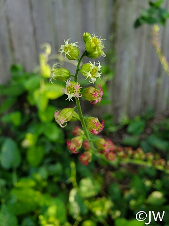 Tellima grandiflora  fringe cups