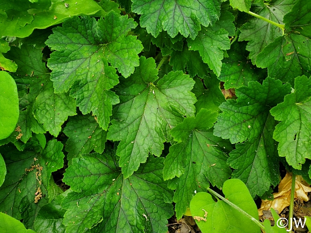 Tellima grandiflora  fringe cups
