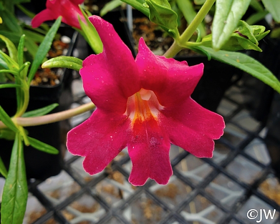 Diplacus (Mimulus)  'Jelly Bean Red' monkeyflower