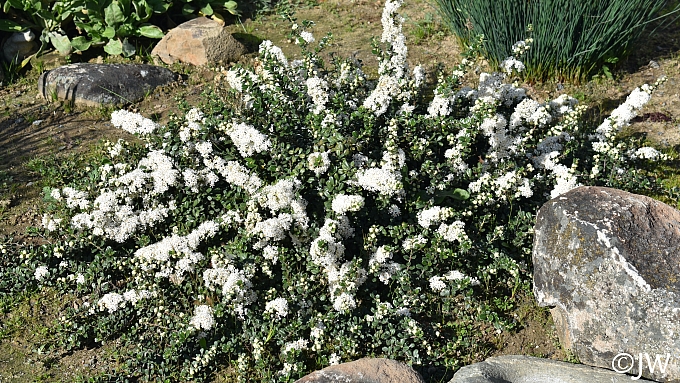 Ceanothus maritimus 'Popcorn' Santa Barbara ceanothus