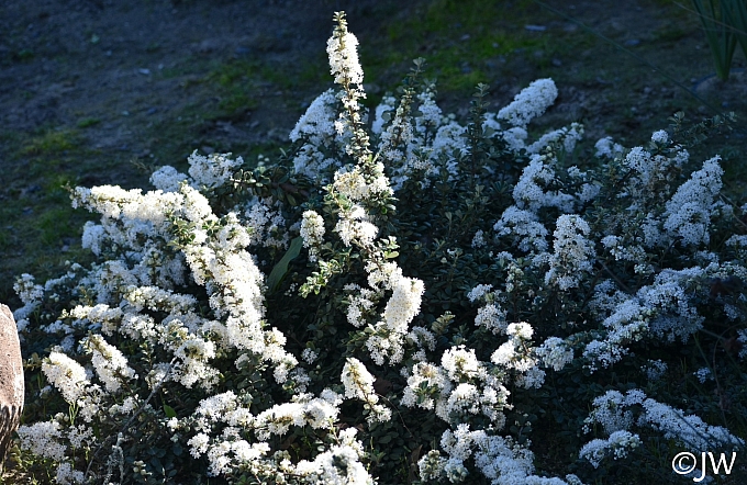 Ceanothus maritimus 'Popcorn' Santa Barbara ceanothus