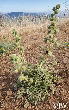 Phacelia imbricata  imbricate phacelia