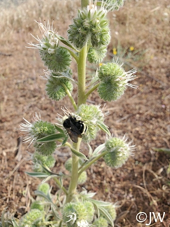 Phacelia imbricata  imbricate phacelia