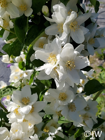Philadelphus lewisii 'Covelo' western mock orange