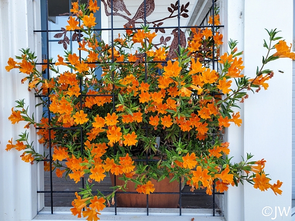 Diplacus (Mimulus)  'Jelly Bean Orange' monkeyflower