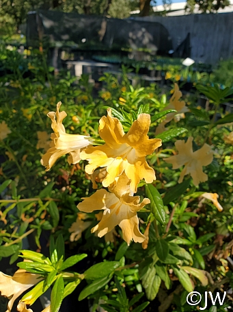 Diplacus (Mimulus)  'Willit's Apricot' monkeyflower