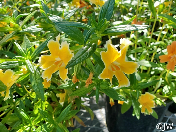 Diplacus (Mimulus)  'Pamela' monkeyflower