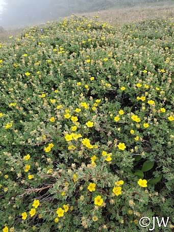 Dasiphora (Potentilla) fruticosa  shrubby cinquefoil