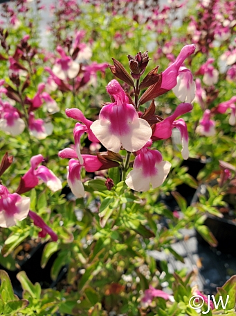 Salvia greggii 'Mirage Rose Bicolor' sage