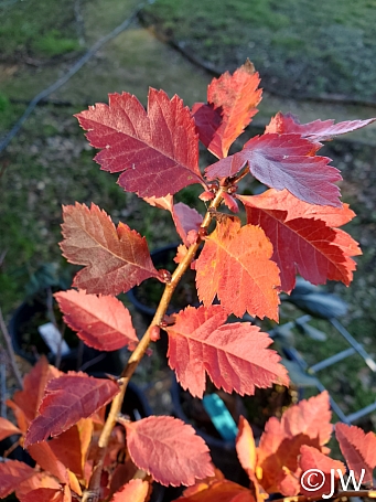 Crataegus gaylussacia  Klamath hawthorn