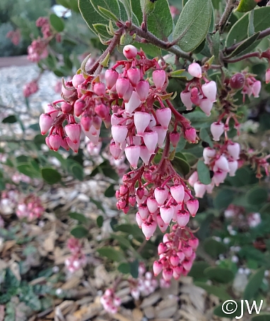 Arctostaphylos montereyensis  Monterey manzanita