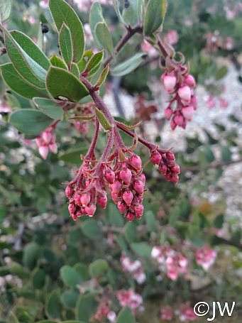 Arctostaphylos montereyensis  Monterey manzanita