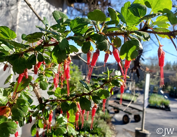 Ribes speciosum  fuchsia-flowered gooseberry