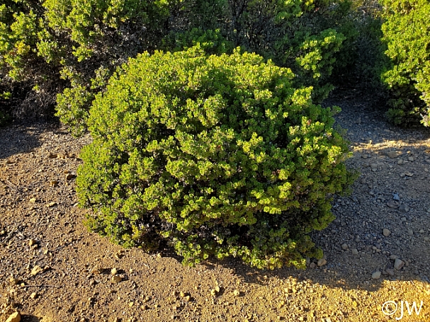 Arctostaphylos sensitiva  glossyleaf manzanita