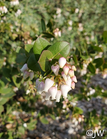Arctostaphylos osoensis  Oso manzanita