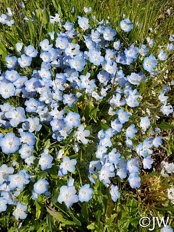 Nemophila menziesii  baby blue eyes