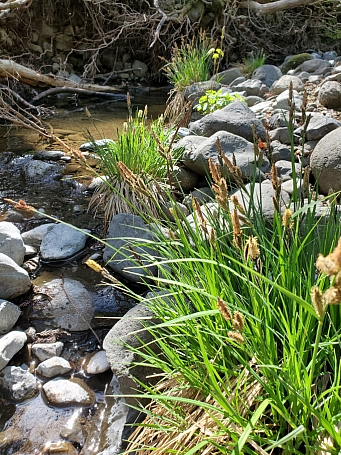Carex nudata  torrent sedge