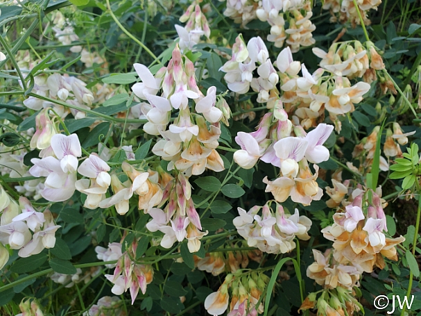 Lathyrus vestitus  hillside pea, Pacific pea