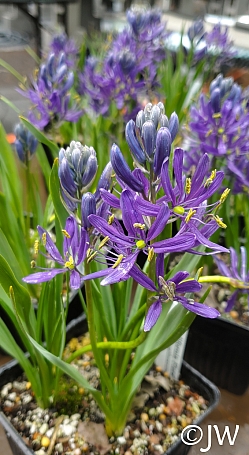 Camassia quamash  common camas