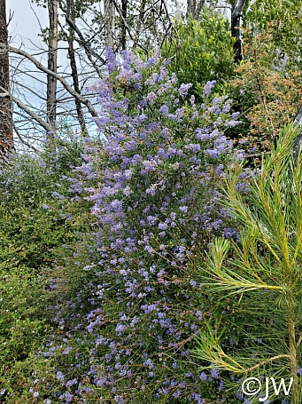 Ceanothus parryi  Parry's ceanothus, ladybloom