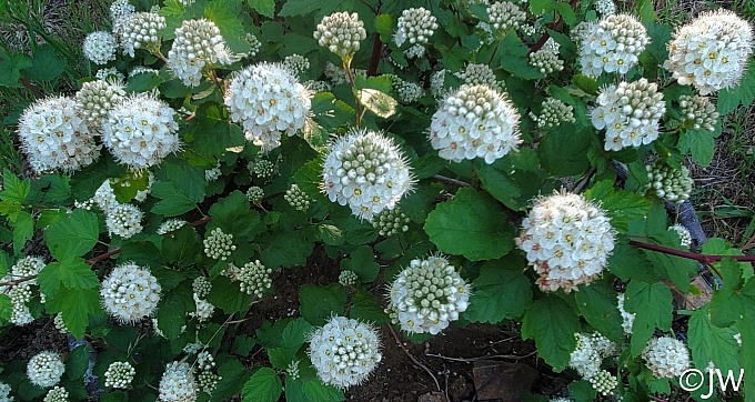 Physocarpus capitatus 'Siskiyou Beauty' western ninebark