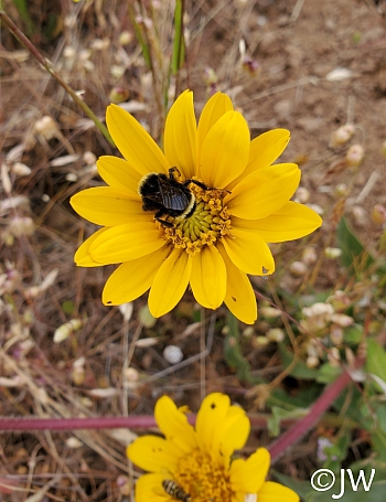 Wyethia angustifolia  narrow leaved mule ears