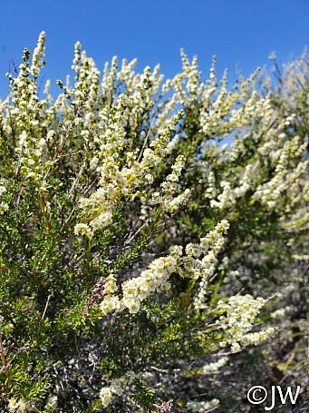 Adenostoma fasciculatum  chamise