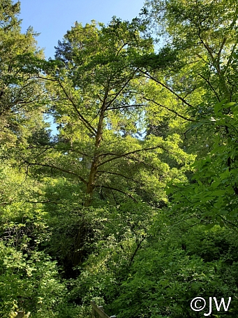 Alnus rubra  red alder