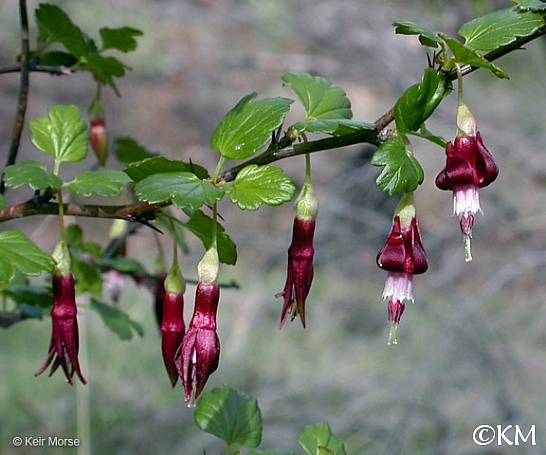 Ribes roezlii  Sierra gooseberry