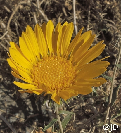 Grindelia camporum  Great Valley gum plant