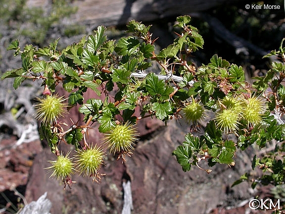 Ribes roezlii  Sierra gooseberry