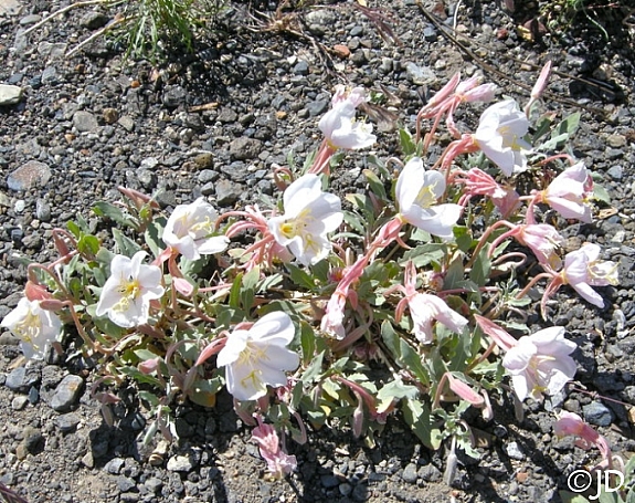 Oenothera californica  California primrose
