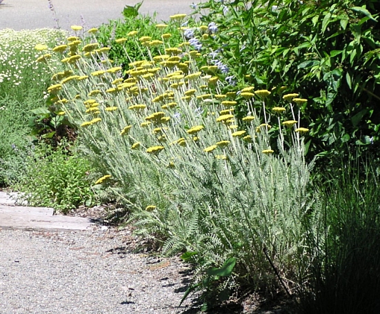 Achillea  filipendulina 'Coronation Gold' fernleaf yarrow