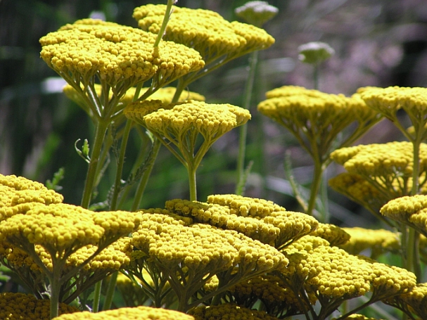 Achillea  filipendulina 'Coronation Gold' fernleaf yarrow