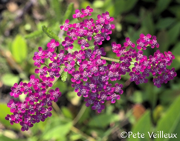 Achillea millefolium 'Island Pink' yarrow
