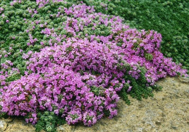 Thymus pseudolanuginosus  woolly thyme