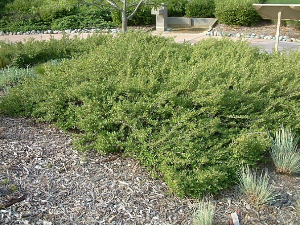 Baccharis  'Centennial' coyote bush, desert broom