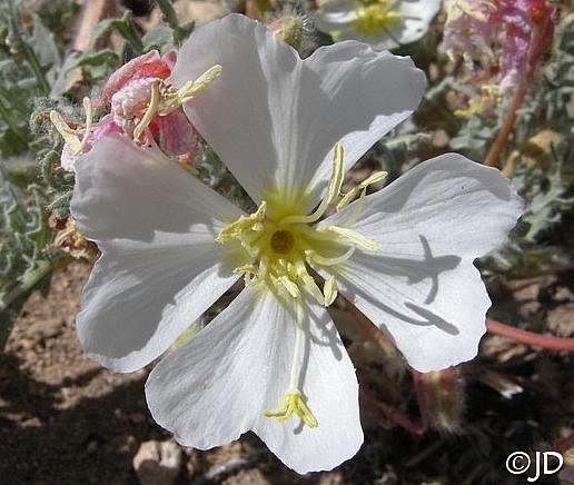 Oenothera californica  California primrose