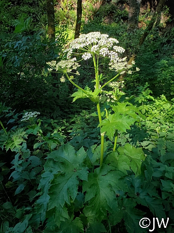 Heracleum maximum  cow parsnip