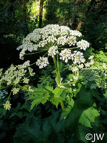 Heracleum maximum  cow parsnip