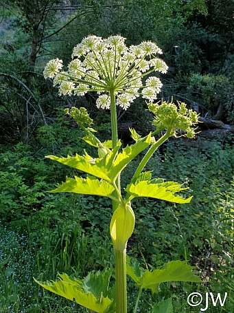Heracleum maximum  cow parsnip