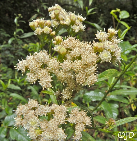 Baccharis glutinosa (douglasii)  marsh baccharis, false willow