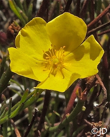 Helianthemum (Crocanthemum) scoparium  peak rushrose