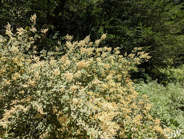 Holodiscus discolor  cream bush, ocean spray