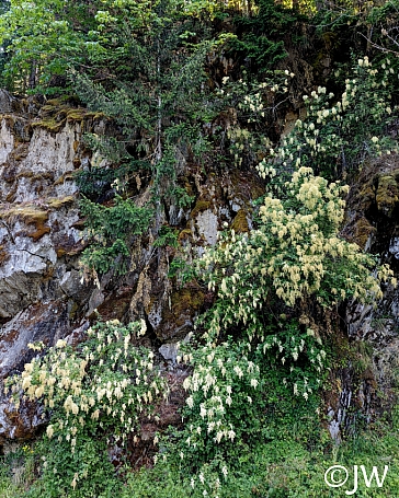 Holodiscus discolor  cream bush, ocean spray