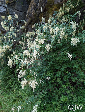 Holodiscus discolor  cream bush, ocean spray