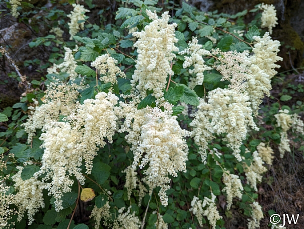 Holodiscus discolor  cream bush, ocean spray
